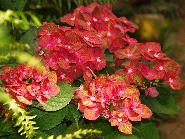 Flor rosa — Fotografia de Stock