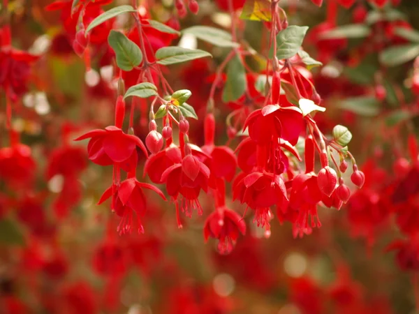 Fiore rosso fucsia — Foto Stock