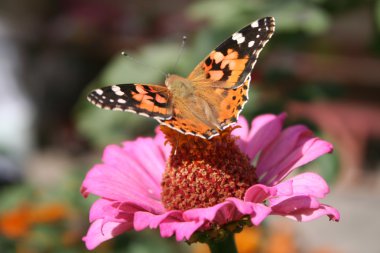 Painted lady ve zinnia çiçeği pembe kelebek