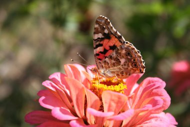 Painted lady ve zinnia çiçeği pembe kelebek