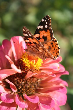 Painted lady ve zinnia çiçeği pembe kelebek