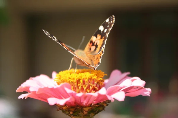 Butterfly painted lady and flower Pink Zinnia — Stock Photo, Image
