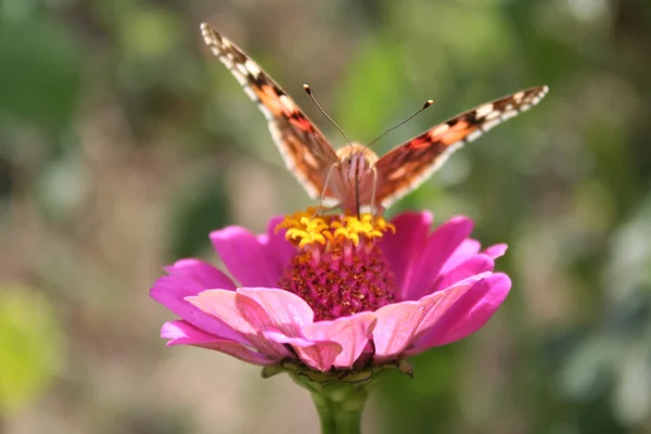 Fjäril painted lady och blomma rosa zinnia — Stockfoto