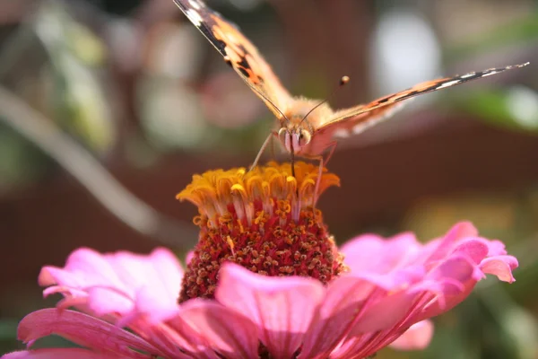 Fjäril painted lady och blomma rosa zinnia — Stockfoto