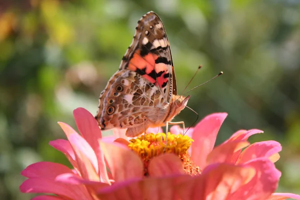 Painted lady ve zinnia çiçeği pembe kelebek