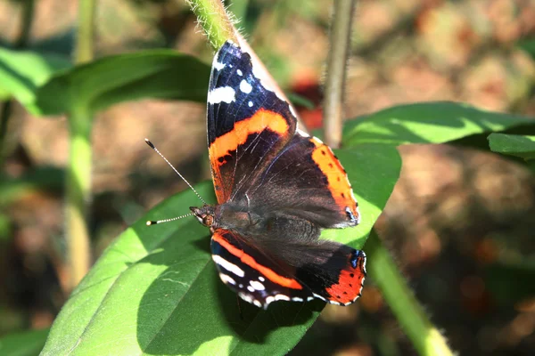 Macro of a red admiral butterfly — Stock Photo, Image