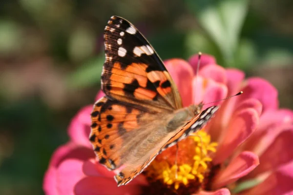 Mariposa pintada dama y flor rosa Zinnia — Foto de Stock