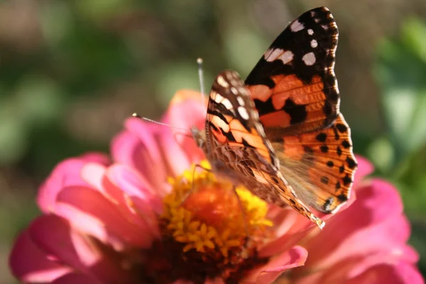 Fjäril painted lady och blomma rosa zinnia — Stockfoto