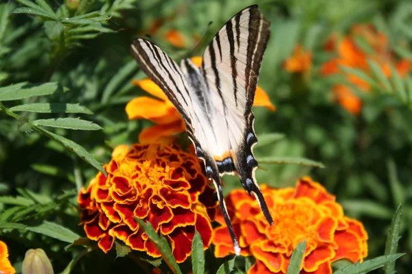 Swallowtail butterfly på en orange blomma — Stockfoto