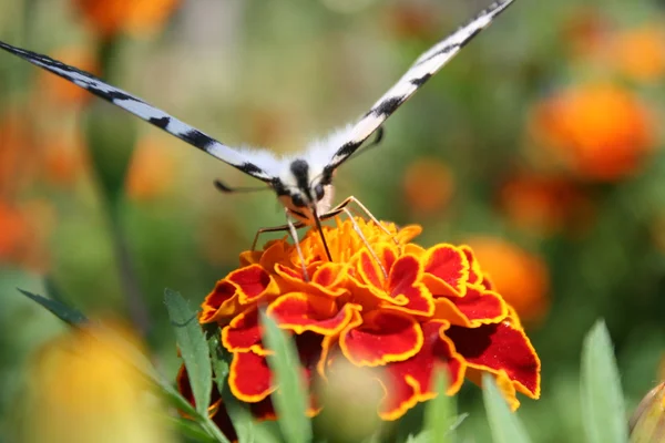 Mariposa cola de golondrina sobre una flor naranja — Foto de Stock