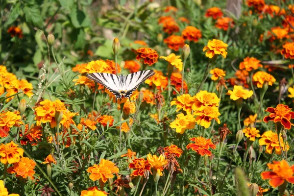 Swallowtail butterfly on an orange flower — Stock Photo, Image