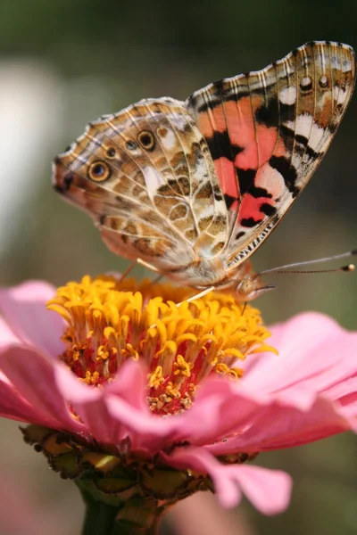 Χρωματισμένη κυρία πεταλούδα και ζίννια ροζ λουλούδι Εικόνα Αρχείου