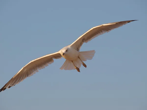 Seagull in flight close — Stock Photo, Image