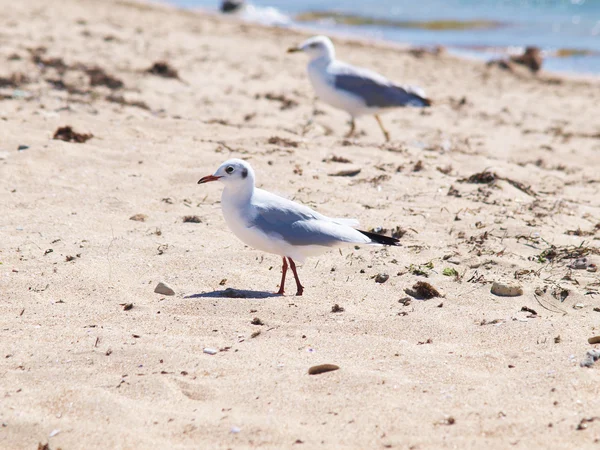 Gaviota en la arena junto al mar —  Fotos de Stock