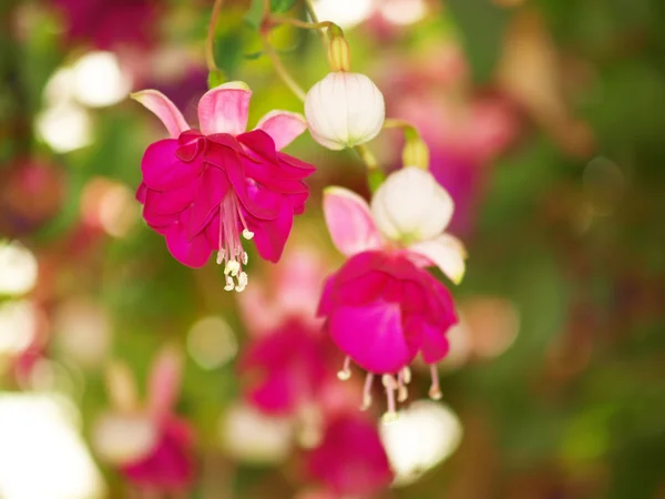 Flor roja fucsia —  Fotos de Stock