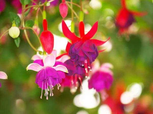 Fuchsia ดอกไม้สีแดง — ภาพถ่ายสต็อก