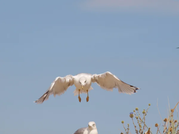 Seagull in vlucht sluiten — Stockfoto
