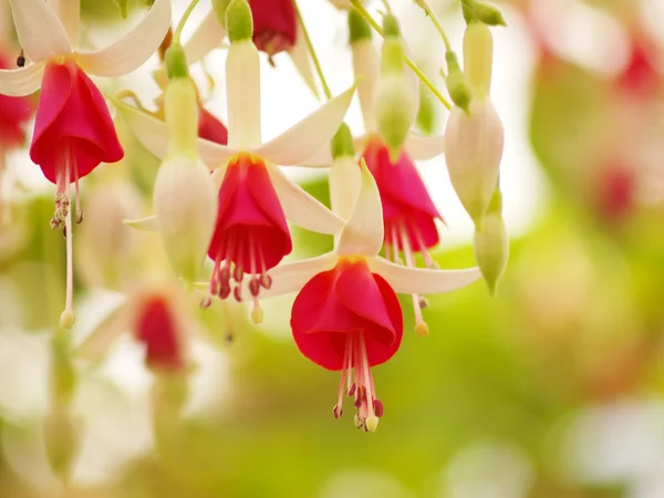 Flor roja fucsia —  Fotos de Stock