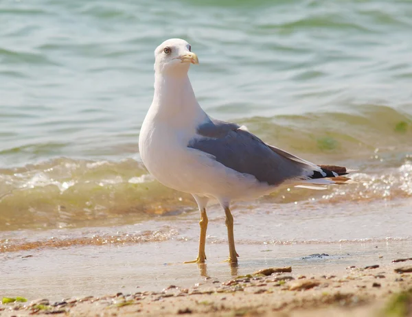 Seagull on the sand by the sea — Stock Photo, Image