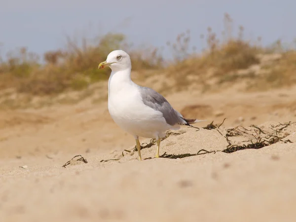 Seagull on the sand by the sea — Stock Photo, Image