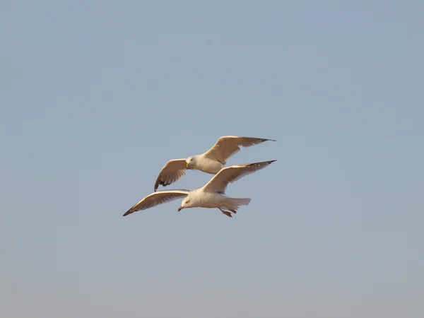 Seagull in vlucht sluiten — Stockfoto