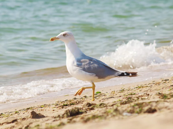 Чайка на піску біля моря Ліцензійні Стокові Зображення