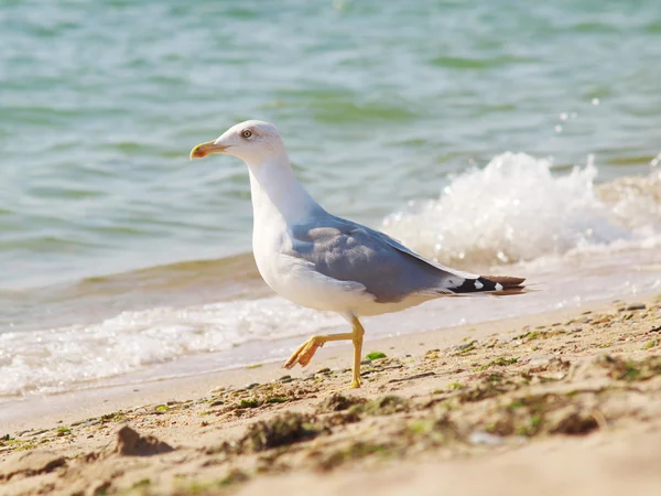 Gaviota en la arena junto al mar Imágenes De Stock Sin Royalties Gratis