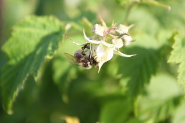 arıya çiçeği ahududu