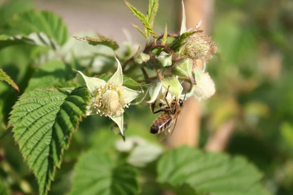 arıya çiçeği ahududu