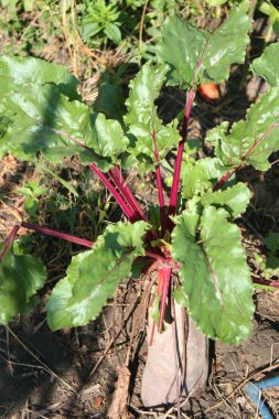 Bahçedeki kırmızı pancar