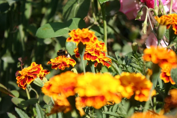 Portakal çiçeği Bumblebee yakın çekim