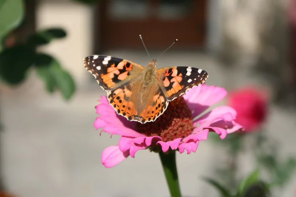 Mariposa pintada dama y flor rosa Zinnia — Foto de Stock