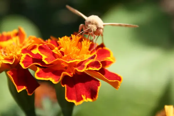 Mariposa de noche beige con ojos verdes sobre flor naranja — Foto de Stock