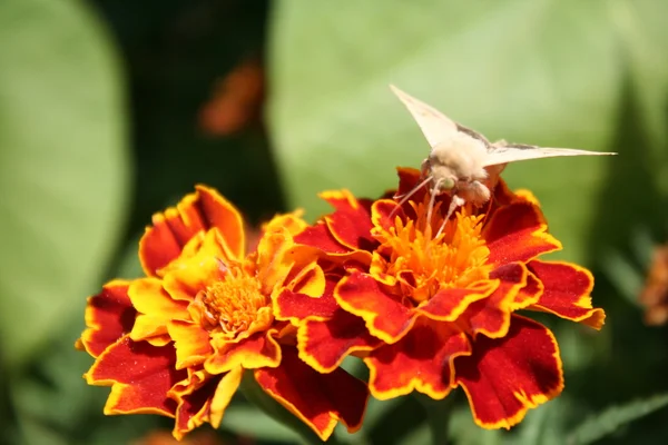 Mariposa de noche beige con ojos verdes sobre flor naranja — Foto de Stock