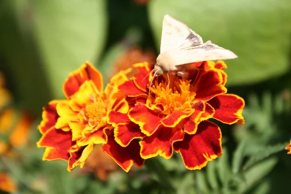 Night butterfly beige with green eyes on orange flower — Stock Photo, Image