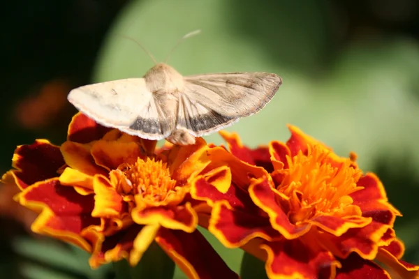 Night butterfly beige with green eyes on orange flower — Stock Photo, Image