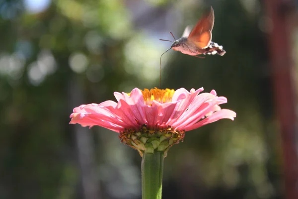 Butterfly hummingbird and flower Pink Zinnia — Stock Photo, Image