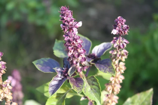 Flores de manjericão no jardim — Fotografia de Stock