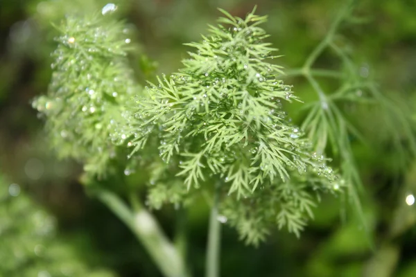 Dill nach Regen — Stockfoto