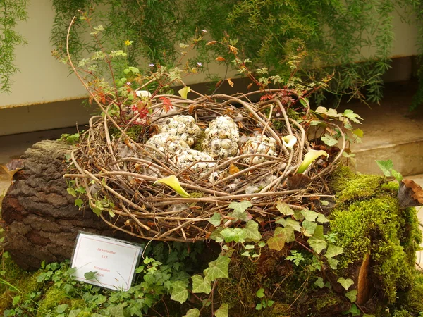 Vögel nisten mit Eiern — Stockfoto