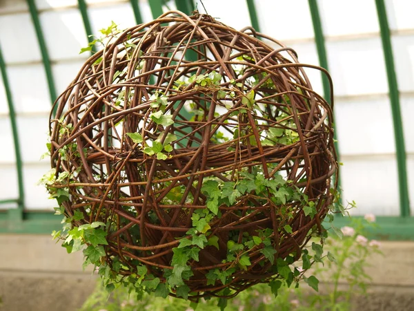 Plante dans la boule à partir d'une branche d'arbre — Photo