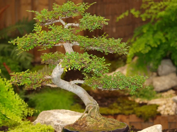 Brüksel'deki yapı royal seralarda Mini park