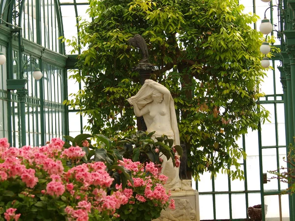 Medinilla magnifica flores e estátua feminina — Fotografia de Stock