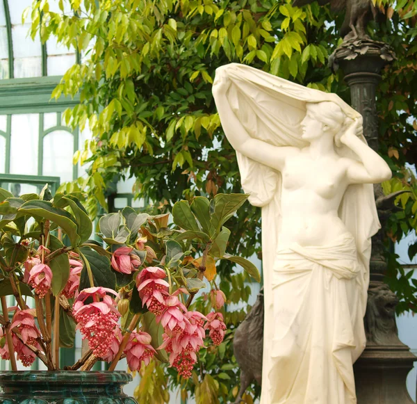 Medinilla pragtfulde blomster og kvindelige statue Royaltyfrie stock-fotos