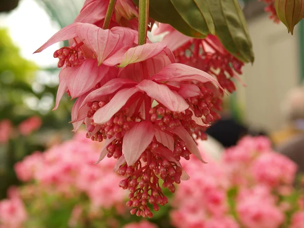 medinilla magnifica çiçekler