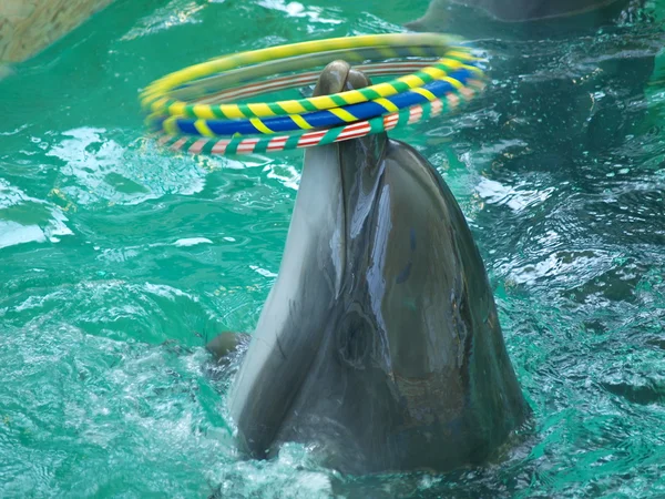 Yunus dönen daireler