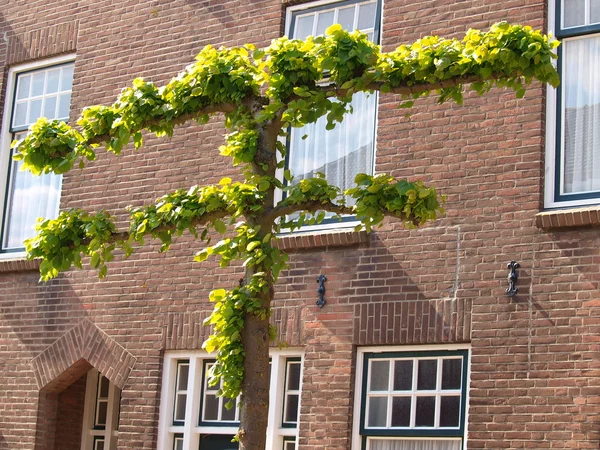 Tree on the street in Domburg — Stock Photo, Image