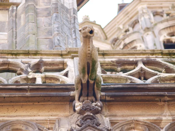 Detail schot panther van het middeleeuwse stadhuis — Stockfoto
