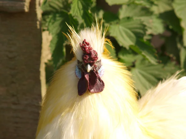 White cock — Stock Photo, Image