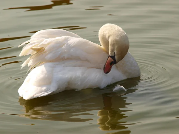 Kuğu kanatlarını temizler